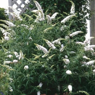Zdjęcie produktu dla Krzew motylkowy Buddleja davidii White Profusion, zestaw 3 sztuk, mrozoodporny