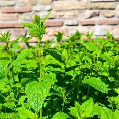 Zdjęcie produktu dla Bloomique - Zestaw 3 szt. - Melissa Officinalis - Melisa lekarska - Rośliny ogrodowe - Odporne na zimę - Wysokość 10-20 cm - Doniczka 9x9 cm