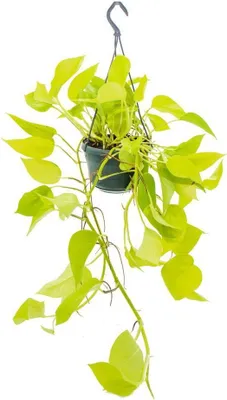 A hanging Epipremnum Golden Pothos plant in a dark pot against a white background.