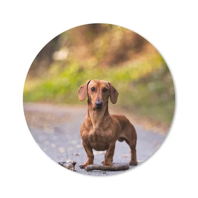 Produktbild von MuchoWow® Mauspad Mousepad Schöner Dackel im Wald 40x40 cm - Mousepads - Maus Mat - Pad - Mausunterlage - Schreibtisch Accessoires