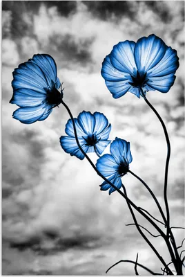 Produktbild von MuchoWow® Poster Blumen - Blau - Schwarz - Weiß 60x90 cm - Wanddekoration