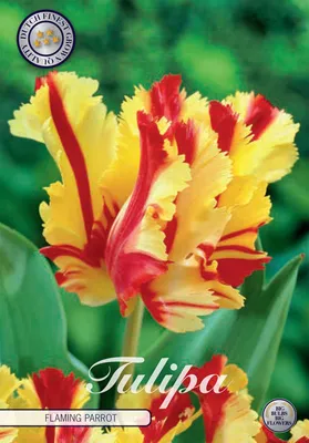 Artikelbild 2 von 'Tulpe Flaming Parrot (7 Stück)' aus der Kategorie Tulpenzwiebeln