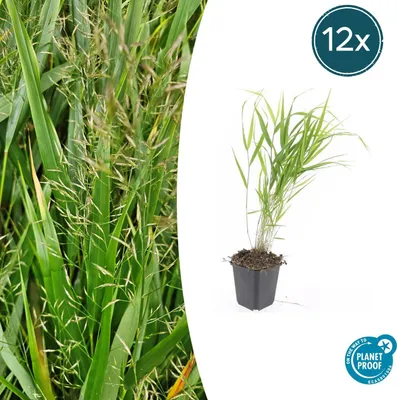 Productafbeelding van Ziergras - Japans bosgras - Hakonechloa macra - 9 cm pot - Set van 12 planten