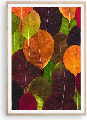 Produktbild von Gerahmtes Poster - Rahmen in heller Eiche - Herbst Blätter Grafiken - 70x100 cm - Wand Bild - Wanddeko - Wandbilder - Kunstposter - Wandposter - Bilderrahmen - Bilder - Kunstdruck - P2NPA70x100-4635