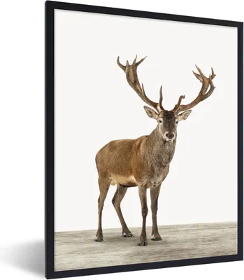Produktbild von MuchoWow® Gerahmtes Poster Hirsche - Tiere - Geweih - Kinder - Mädchen - Jungen 60x80 cm - Poster mit Schwarzem Bilderrahmen Wandposter Rahmen Foto Bilder - Premium - Wanddeko Wohnzimmer