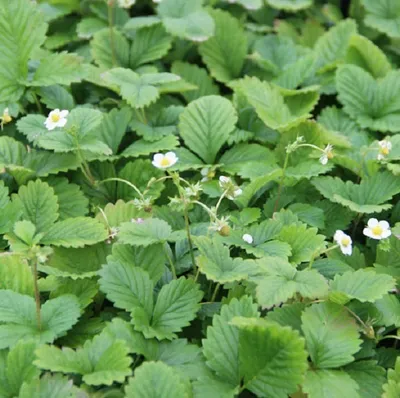 Immagine prodotto di 6 fragole  - Fragaria vesca 'Alexandria'  | Vaso 9 cm x 9 cm
