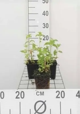 Produktbild von 6 x  Monarda hybr. 'Prärienacht' - Indianernessel - Topf 9 x 9 cm