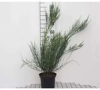 Produktbild von Cytisus (p) 'Zeelandia' - Ginster Zeelandia 40- 60 cm Container