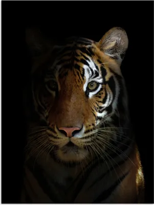 Produktbild von MuchoWow® Poster Tiger - Tiere - Porträt 30x40 cm - Wandplakat - Poster Kinderzimmer