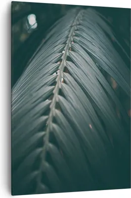 Produktbild von Bild auf Leinwand - Leinwandbild - Einteilig - Blatt Palme exotisch - 70x100cm - Wand Bild - Wanddeko - Wandbilder - Leinwanddruck - Wanddekoration - Leinwand bilder - Wandbild - PA70x100-4907