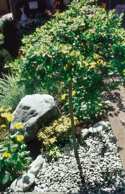 Produktbild von Marmorkies Carrara 7-15 mm 500 kg weiß