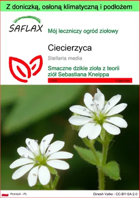 Zdjęcie produktu dla SAFLAX - Garden to go - ciecierzyca - 1000 Nasiona - Z doniczką, pokrywą klimatyczną i podłożem do uprawy - Stellaria media