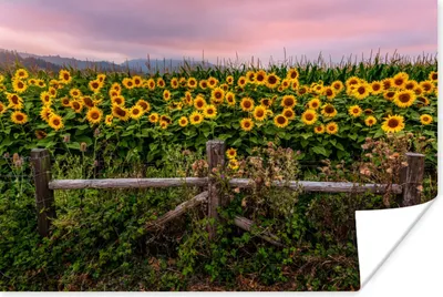Produktbild von MuchoWow® Poster Sonnenblume - Blumen - Pflanzen 120x80 cm - Bilder