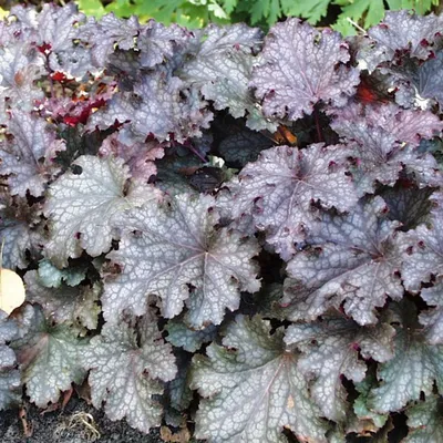 Immagine prodotto di 6 campanule viola  - Heuchera 'Pewter Moon'  | Vaso 9 cm x 9 cm