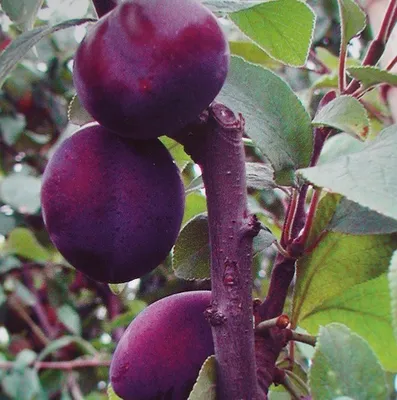 Produktbild von Säulenzwetsche `Top´ 150-175cm Säulenobstbaum