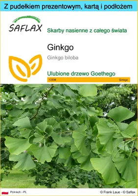 Zdjęcie produktu dla SAFLAX - Zestaw prezentowy - Ginkgo - 4 Nasiona - Z pudełkiem upominkowym, etykietą wysyłkową, kartą podarunkową i podłożem uprawowym - Ginkgo biloba