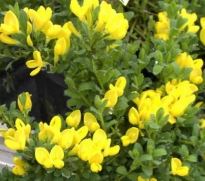 Produktbild von Cytisus decumbens  - Kissenginster - 20-30