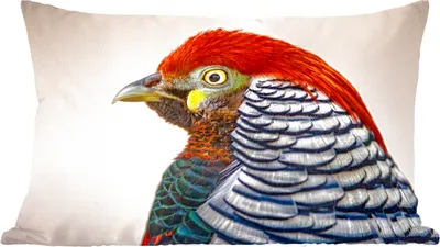 Produktbild von MuchoWow® Zierkissen Sofakissen Wohnzimmer Dekokissen 50x30 cm Fasan - Porträt - Vogel - Wohnzimmerdekoration - Polster mit Photo