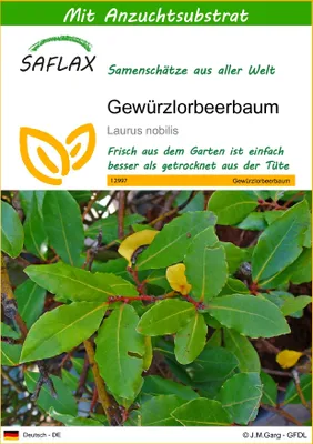 Produktbild von SAFLAX - Gewürzlorbeerbaum - 6 Samen - Mit keimfreiem Anzuchtsubstrat - Laurus nobilis