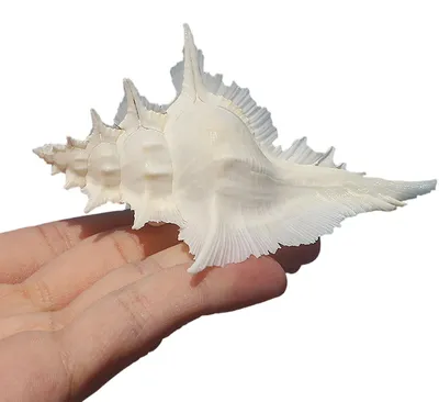 Productafbeelding van Natuurlijke Oceaanschelpen voor Decoratie