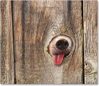 Produktbild von DEQORI Herdabdeckplatte Glas 1-tlg 'Neugierige Hundeschnauze' Herd Abdeckung Küche