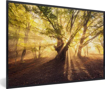 Produktbild von MuchoWow® Gerahmtes Poster Baum - Wald - Sonne 90x60 cm - Poster mit Schwarzem Bilderrahmen Wandposter Rahmen Foto Bilder - Fotorahmen - Foto-Plakat