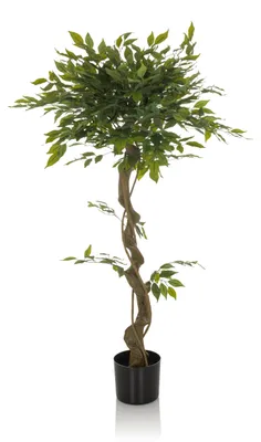Obrázok produktu pre hjh OFFICE Umelá rastlina FICUS I Umelá rastlina breza Výška 120,0 cm Dekorácie