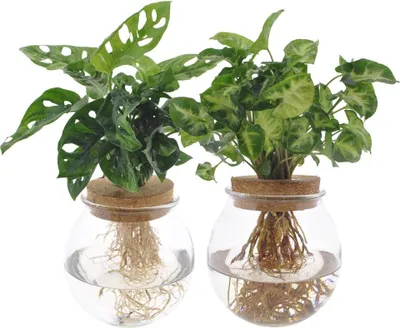 Zdjęcie produktu dla Zestaw roślin hydroponicznych - Bolglas Duo z Monstera Adansonii i Syngonium Green - Ø12cm - ↕12-30cm - 2 rośliny wodne w szkle - Dekoracyjna zieleń do domu i biura