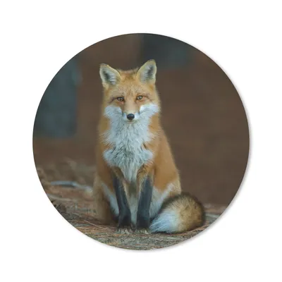 Produktbild von MuchoWow® Mauspad Mousepad Fuchs - Makro - Rot 20x20 cm - Mousepads - Maus Mat - Pad - Mausunterlage - Schreibtischmatte