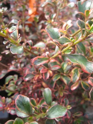 Produktbild von Coprosma Fireburst - Spiegelbusch Fireburst - 40-60cm