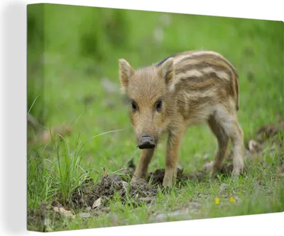 Produktbild von OneMillionCanvasses® - Leinwandbilder - 140x90 cm, Wildschweinkalb im Gras, Wandbilder Kunstdruck Wanddekoration
