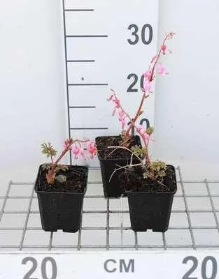Obrázok produktu pre 6 x Dicentra spectabilis - Tearing heart - kvetináč 9 x 9 cm