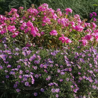 Image de Bloomique - Lot de 3 - Aster ‘Professor Anton Kippenberg’ - Aster - Floraison abondante - Rustique - Vivace - Hauteur 10-20 cm - Pot 9 cm