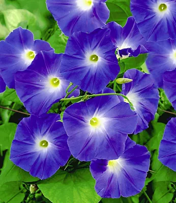 Produktbild von BALDUR Garten 1x Trichterwinde 'Blue Hardy', Pflanze im 12 cm-Topf, Ipomoea indica, Kletterpflanze winterhart, Prunkwinde, Wasserbedarf gering, blüht den ganzen Sommer
