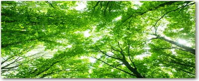 Produktbild von Tulup® Leinwandbild - 125x50 cm - Wandkunst - Drucke auf Leinwand - Leinwanddruck - Blumen & Pflanzen - Grün - Grüner Wald