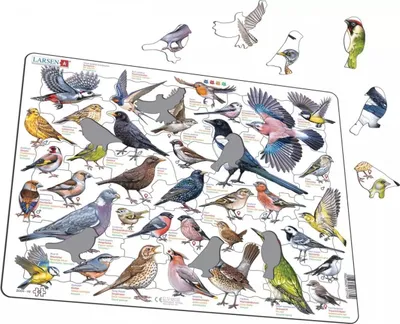 Image de Układanka Garden Birds Ptaki ogrodowe polne Maxi