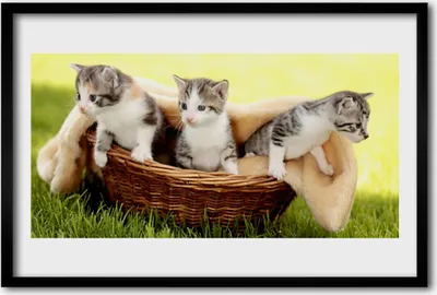 Produktbild von Bild 60x40 MDF-Rahmen Wandkunst Katzen Tiere