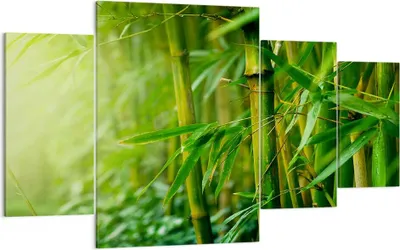 Produktbild von Bild auf Leinwand - Leinwandbild - Bambus Pflanze - 160x90cm - Wand Bild - Wanddeko - Wandbilder - Leinwanddruck - Bilder - Kunstdruck - Wanddekoration - Leinwand bilder - Wandkunst - DL160x90-3558