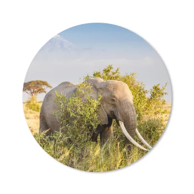 Produktbild von MuchoWow® Mauspad Mousepad Elefant - Tiere - Gras - Grün - Berg 50x50 cm - Mousepads - Maus Mat - Pad - Mausunterlage - Vinyl