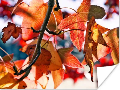 Produktbild von MuchoWow® Poster Ahorn - Blätter - Rustikal - Herbst 160x120 cm - Foto Plakat