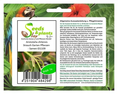 Graines De Boldo (Peumus Boldus) – Lot De 10 Graines – Plante Médicinale, Aromatique – Pour Jardin, Culture En Pot