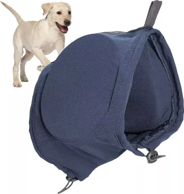 A light-colored puppy is running towards a dark blue dog ear protector.