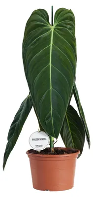 Produktbild von Philodendron Melanochrysum - 65-75cm - Ø21cm - Zimmerpflanze - Immergrün