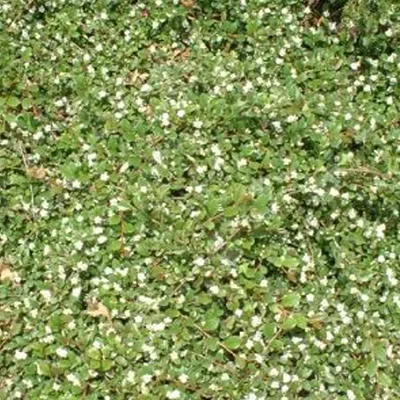 Produktbild von 2 x  Teppichmispel  - Cotoneaster dammeri 'Major'  | 20-30 cm in Container