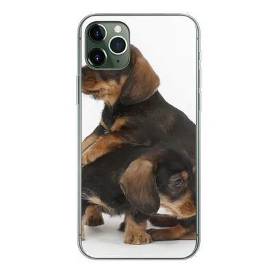 Produktbild von MuchoWow® Handyhülle Schutzhülle Hülle für iPhone 11 Pro Max Studiofoto von zwei süßen Dackeln Silikon Softcase Handy Hülle - Schutz