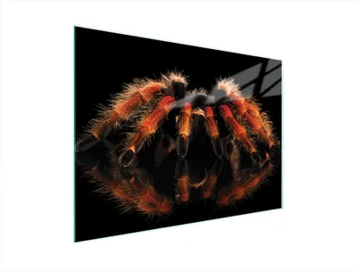 Produktbild von Glasschneidebrett 40x30 Spider