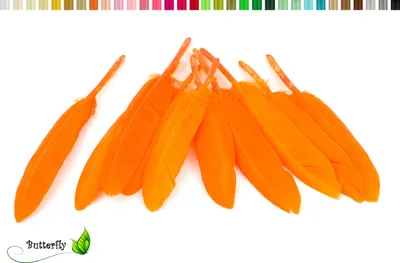 Produktbild von 10 Entenfedern ca. 10-15cm, Farbauswahl:orange 668
