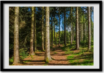 Produktbild von Bild - Bilderrahmen - 100 cm x 70 cm - MDF - Rahmen - Foto - Wandkunst Panorama Wald