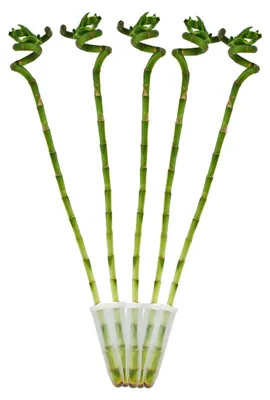 Obrázek produktu pro Sada 5ks štastných bambusu 'Lucky Bamboo' - spirála - v tube - Dracaena Sanderiana - výška cca 40 cm