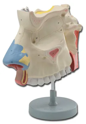 Anatomisches Modell, 1 Stück, für Ärzte & Unterricht